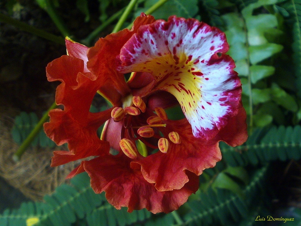 Flor del Bucare
