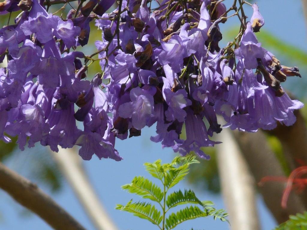 Jacaranda filicifolia