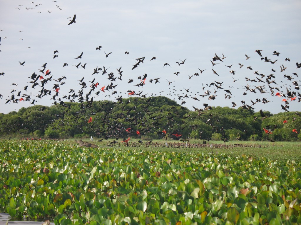 Los Llanos, Venezuela