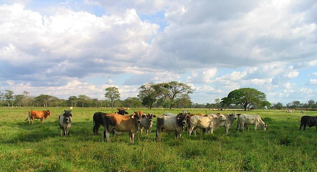 Llanos, Wenezuela