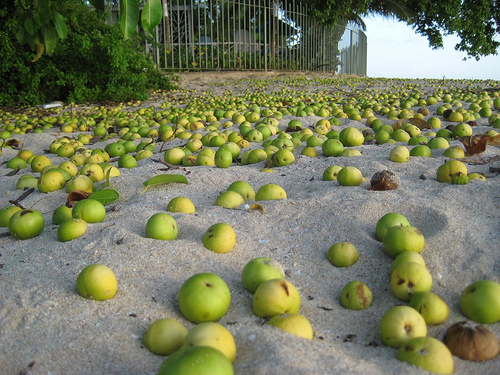 Niezwykle trujące  owoce manzanillo (Hippomane mancinella)