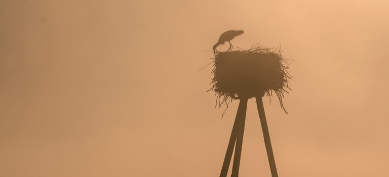 Poza gniazdem. Polskie emigrantki w Kanadzie.
