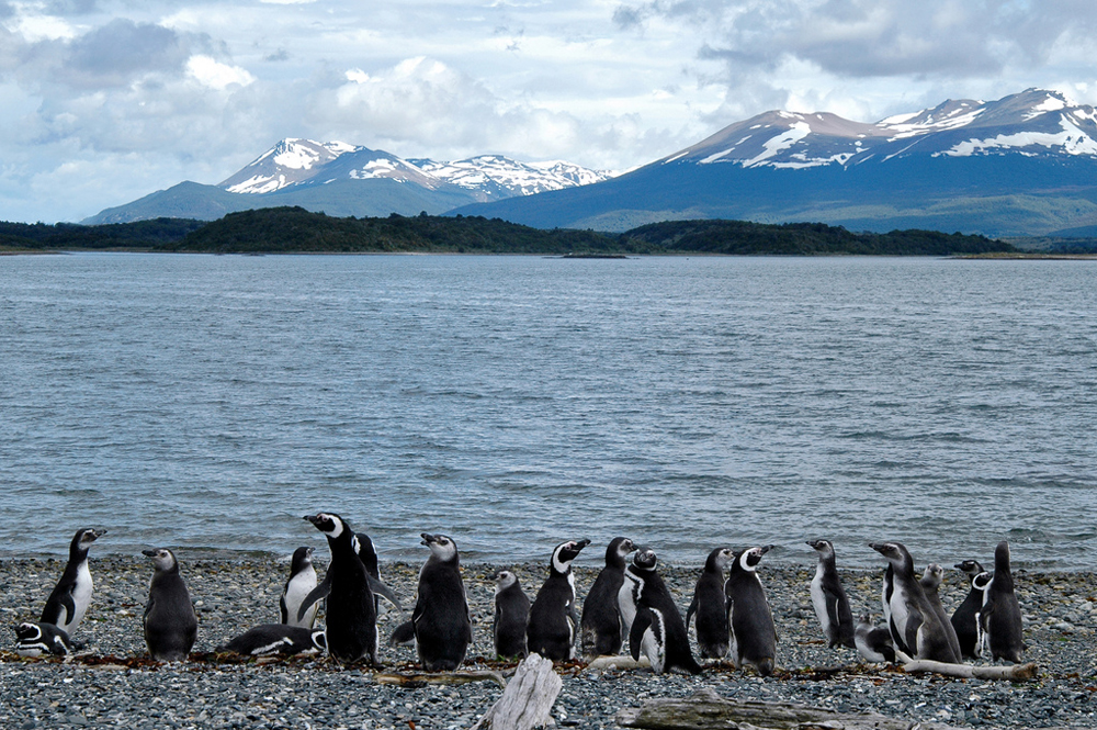 Ushuaia, Wyspa Pingwinów.