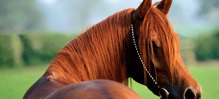 Konie – pasja i miłość