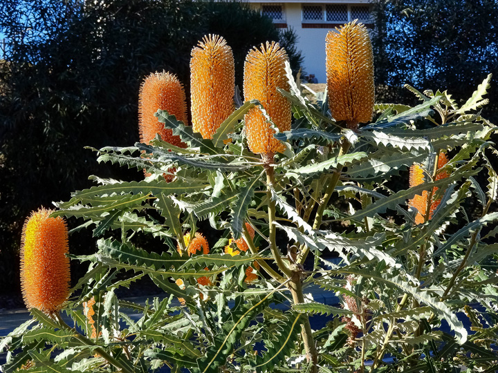 Australijskie świeczki, fot. Andrzej Fiala