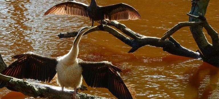 Na skrzydłach kormoranów – haiku