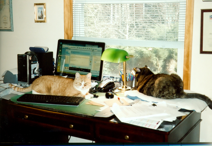 Suzy i Claude na biurku pisarki, fot. arch. A. Ziólkowskiej-Boehm.